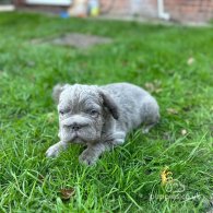 French Bulldog - Both