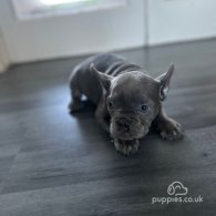 French Bulldog - Both