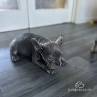 French Bulldog - Both