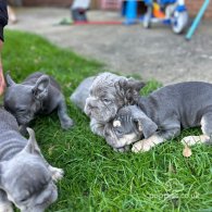 French Bulldog - Both