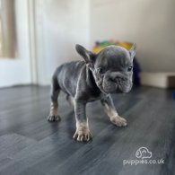 French Bulldog - Both