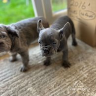 French Bulldog - Both