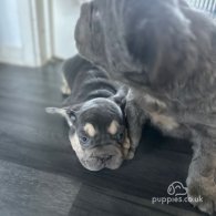 French Bulldog - Both