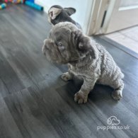 French Bulldog - Both