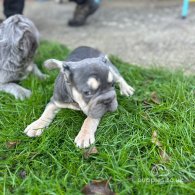 French Bulldog - Both