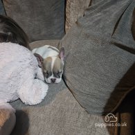 French Bulldog - Both