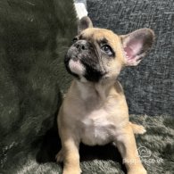 French Bulldog - Both