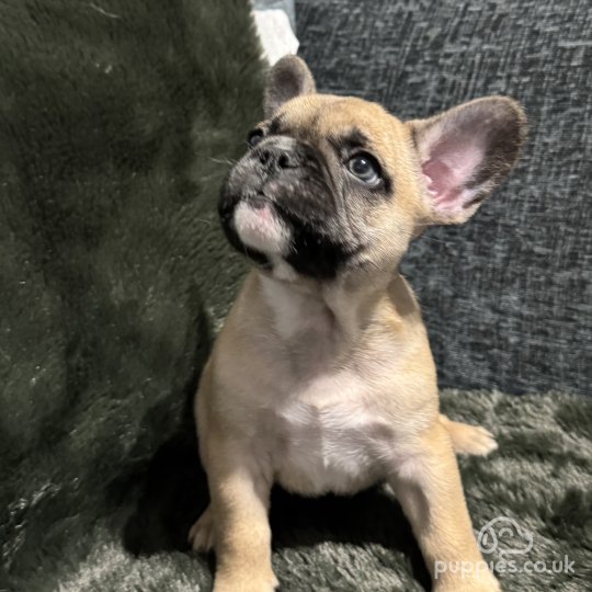 French Bulldog - Both