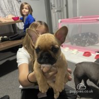 French Bulldog - Both