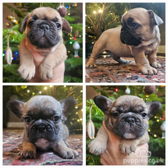 French Bulldog - Both