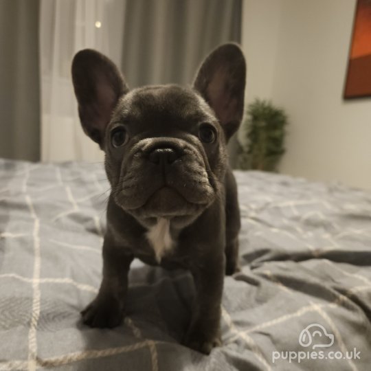 French Bulldog - Both