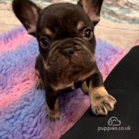 French Bulldog - Both