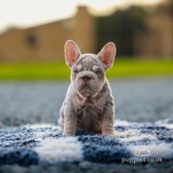 French Bulldog - Both