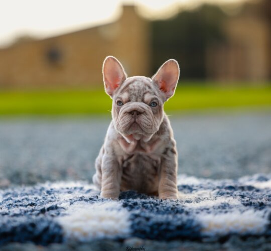 French Bulldog