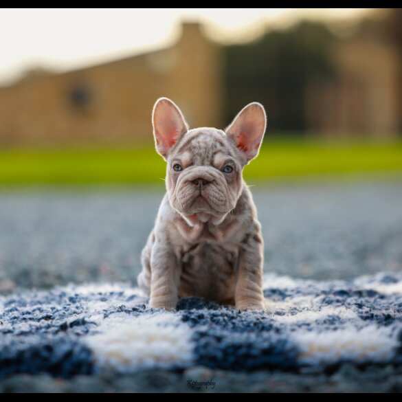 French Bulldog - Both