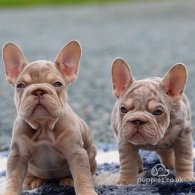 French Bulldog - Both