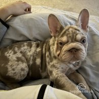 French Bulldog - Both