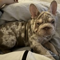 French Bulldog - Both