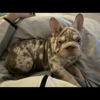 French Bulldog - Both