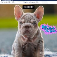 French Bulldog - Both