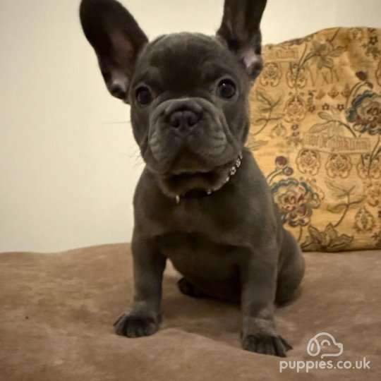 French Bulldog - Both