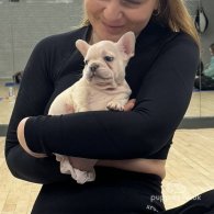 French Bulldog - Both