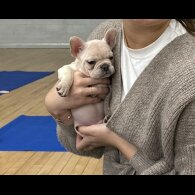 French Bulldog - Both