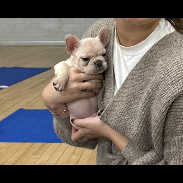 French Bulldog - Both