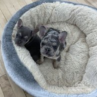 French Bulldog - Both