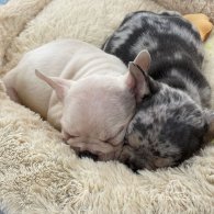 French Bulldog - Both