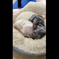 French Bulldog - Both