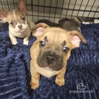 French Bulldog - Both