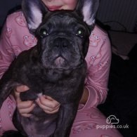 French Bulldog - Dogs