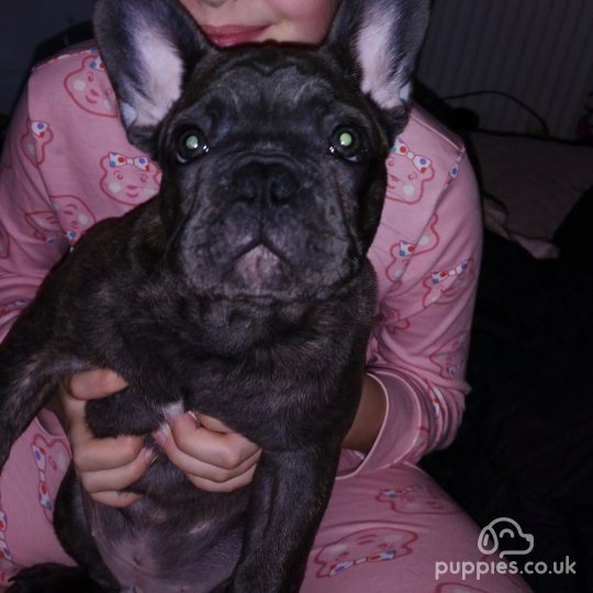 French Bulldog - Both