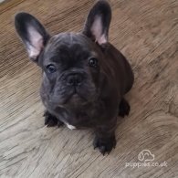 French Bulldog - Dogs