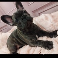 French Bulldog - Dogs