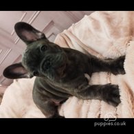 French Bulldog - Dogs