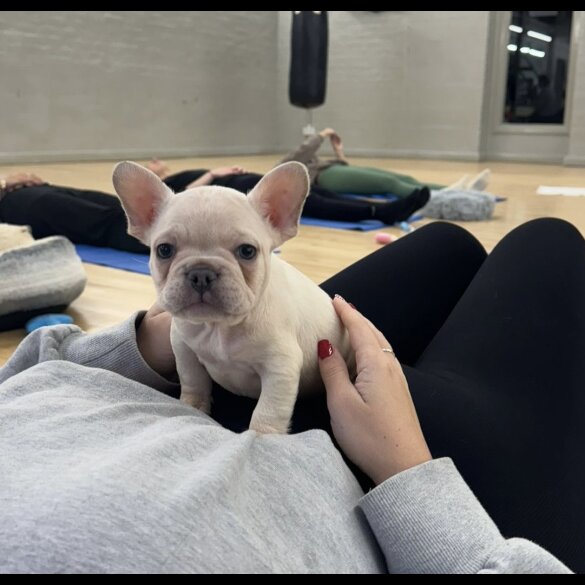 French Bulldog - Both