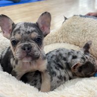 French Bulldog - Both