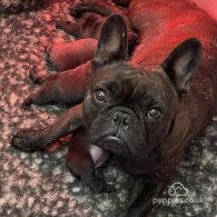 French Bulldog - Dogs