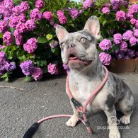 French Bulldog - Both