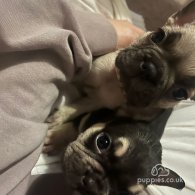 French Bulldog - Both