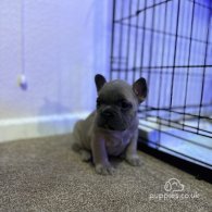 French Bulldog - Both