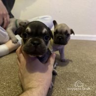 French Bulldog - Both