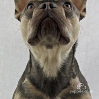 French Bulldog - Both