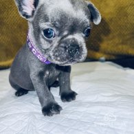 French Bulldog - Both