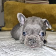 French Bulldog - Both