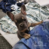 French Bulldog - Both