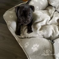 French Bulldog - Both