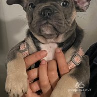 French Bulldog - Both